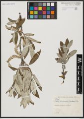 Foto von Salix alaxensis (Andersson) Coville